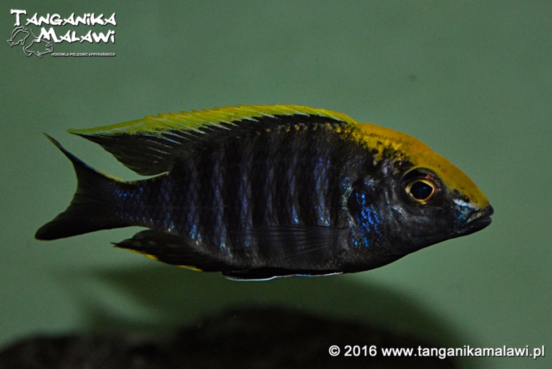 Aulonocara maylandi 'Luwala Reef'